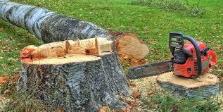 Best Tree Disease Treatment  in Woodlands, CA