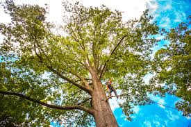 Best Fruit Tree Pruning  in Woodlands, CA
