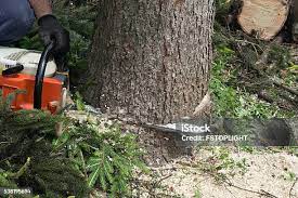 Woodlands, CA Tree Removal Company