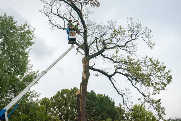Best Hazardous Tree Removal  in Woodlands, CA