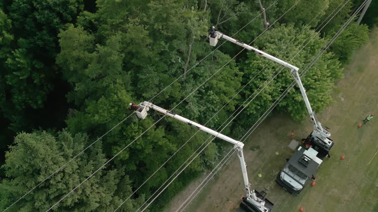 Best Arborist Consultation Services  in Woodlands, CA