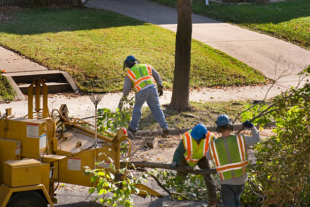 Best Palm Tree Trimming  in Woodlands, CA