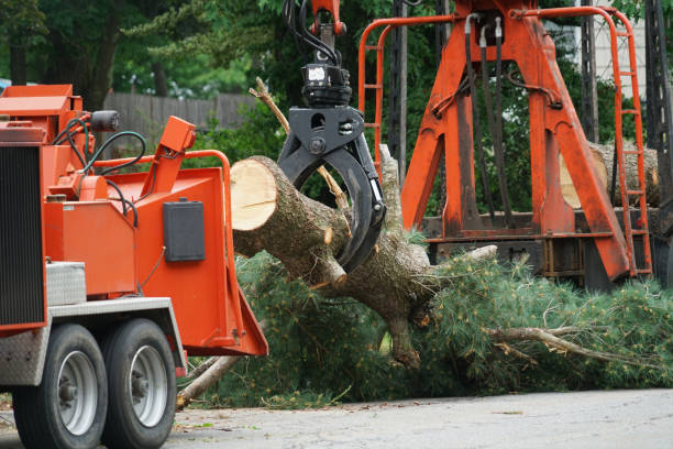 Best Lawn Disease Treatment  in Woodlands, CA