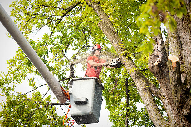 How Our Tree Care Process Works  in  Woodlands, CA