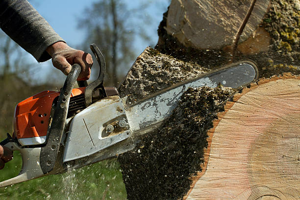 Best Root Management and Removal  in Woodlands, CA