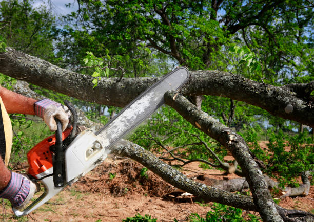 Best Tree Health Inspection  in Woodlands, CA
