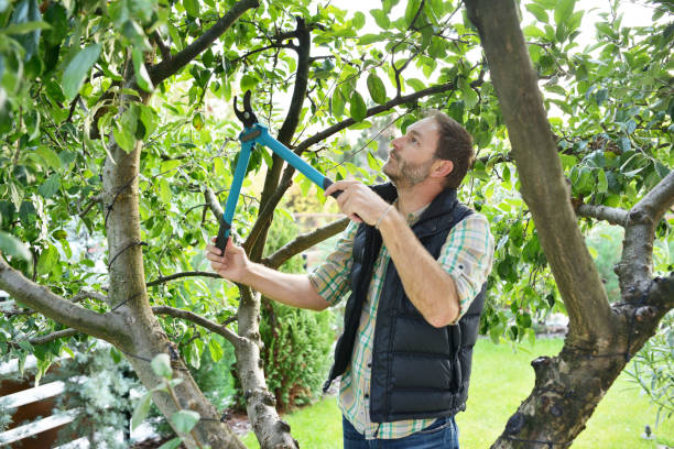 Best Root Management and Removal  in Woodlands, CA
